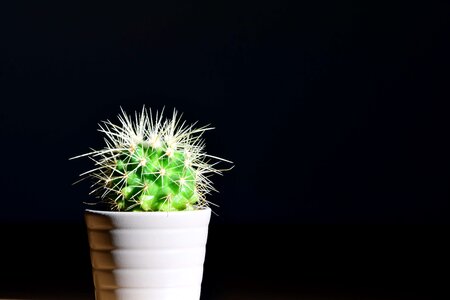 Beautiful Photo cactus darkness photo