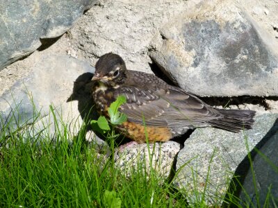 Redbreast feathered animal photo