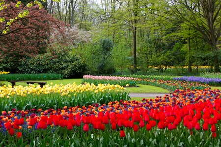 Colorful green flora