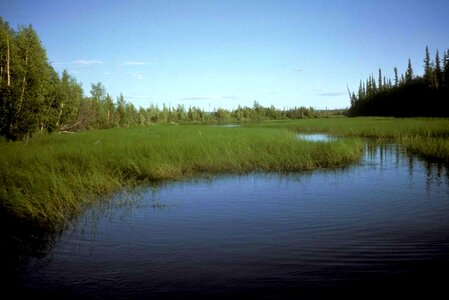 Camp grass plants greenery