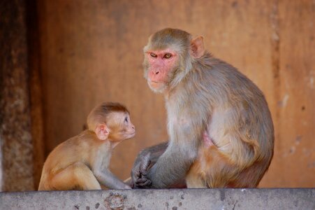 Look mother-child animal