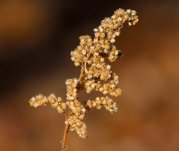 Dried flower solidago achene