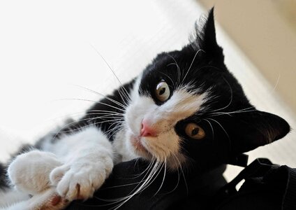 Animal beautiful photo cat