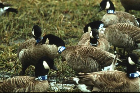 Canada geese neck photo