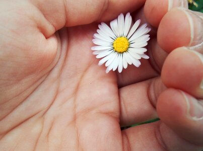 Daisy yellow white photo