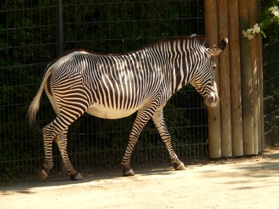 Animal africa steppe photo