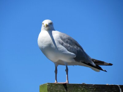 Grey gray plumage