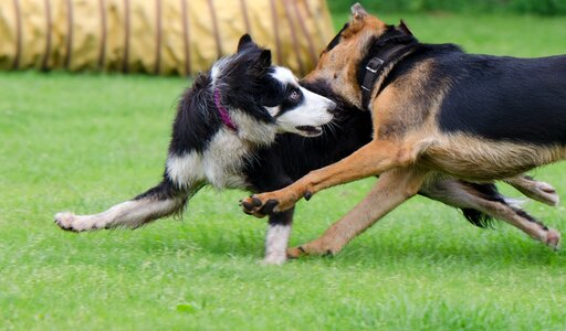 Raging dogs playful great