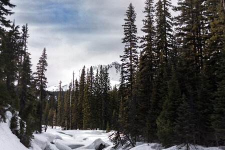 Winter Mountain Forest photo