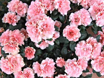 Roses garden rosa