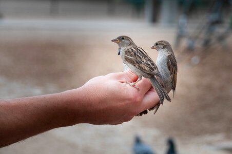 Animal claws out birds