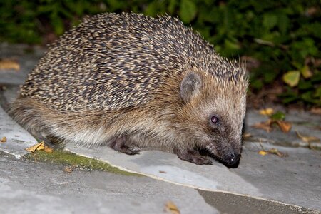 Animal nature nocturnal