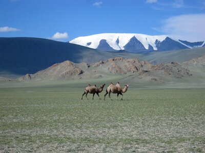 Glacier camels steppe