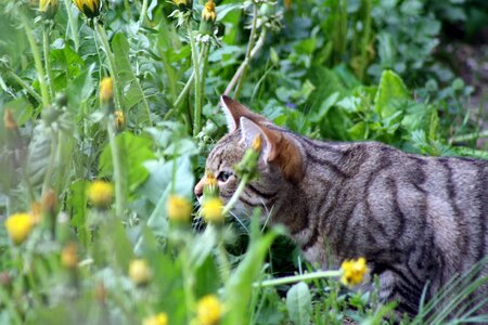 Cat taste spring photo