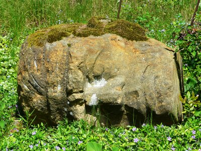 Moss old history