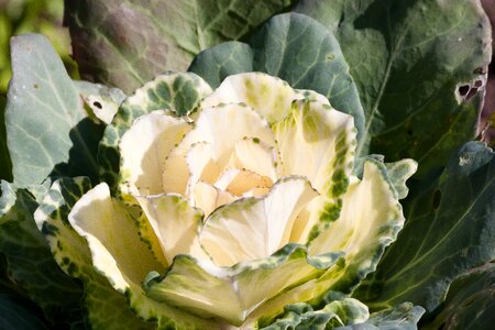 Kraus leaves green