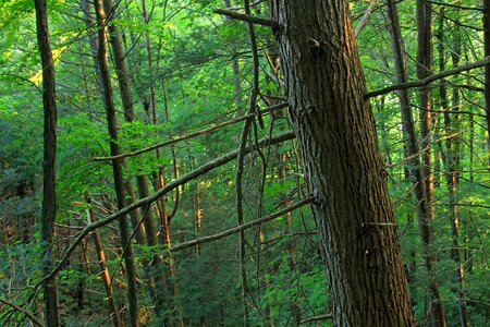 Bark branch climate photo