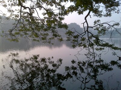 Nature trees misty photo