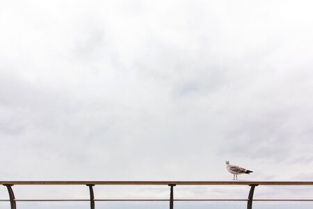 Railing nature animal
