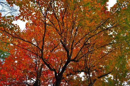 Tree fall leaves colorful