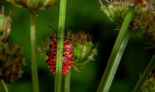 Animal arthropod beautiful flowers