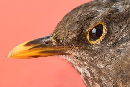 Female turdus merula merula bill