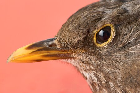 Female turdus merula merula bill photo