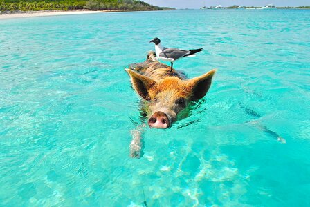 Beach bird funny photo