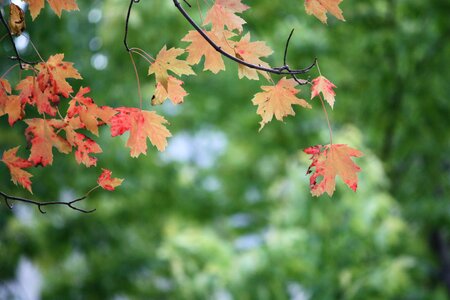 Maple branch branches