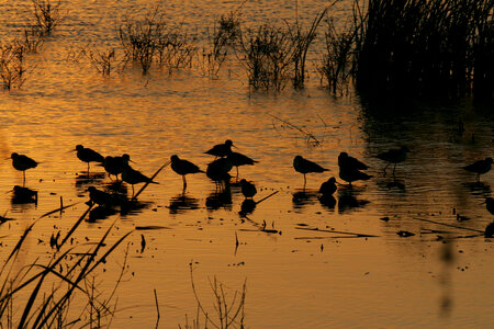Flock of shorebirds at sunset