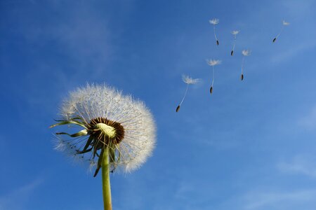 Nature seeds plant photo