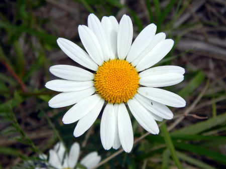 Beautiful beautiful flowers biology
