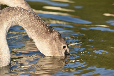 Aquatic Bird natural habitat swan