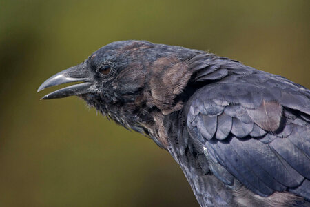 American Crow-1 photo