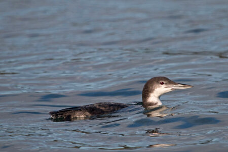 Common Loon-1