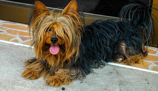 Dog yorkshire terrier lying dog photo