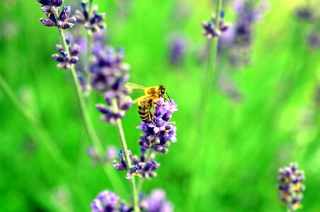 Beautiful Photo bee flower