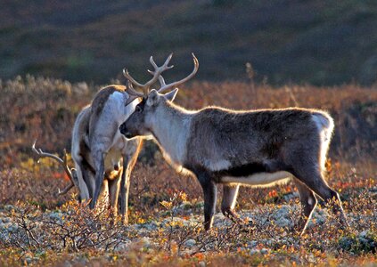 Wild reindeer autumn the nature of the