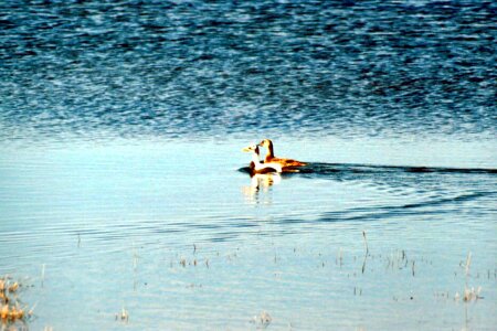 Bathe couple distance