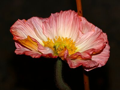 Crown anemone stamen crown-anemone pink