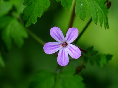 Blue violet small photo