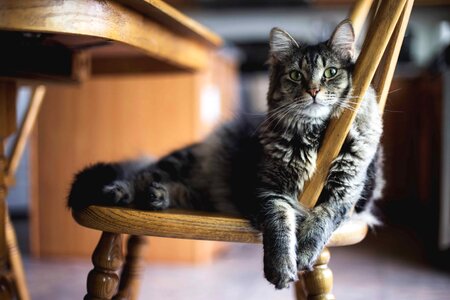 Adorable animal animals