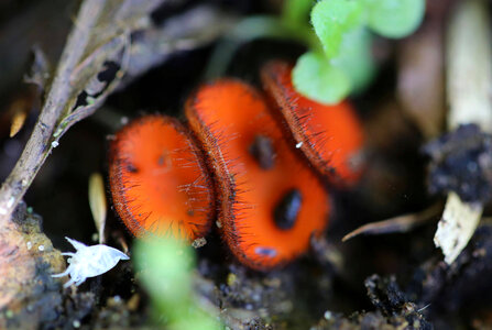 Eyelash cup-fungus photo