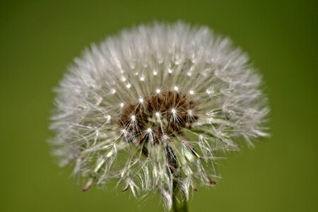 Dew drops on flower multiplication garden