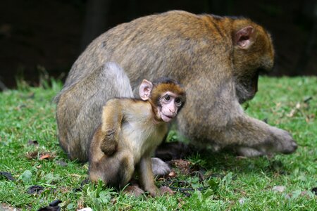 Forest enclosure äffchen
