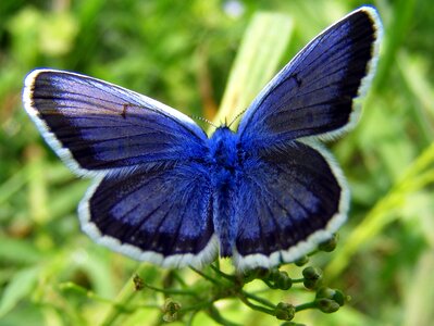 Insecta flower wings photo