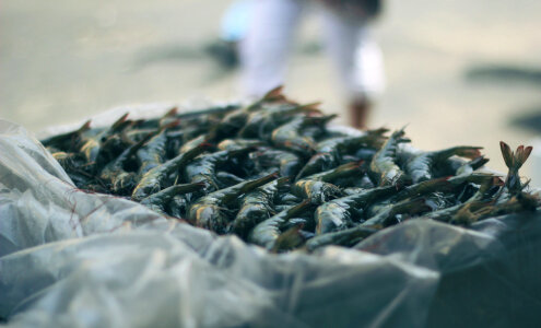 14 Fishmarket