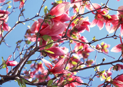 Blossoming of magnolia flowers in spring time photo