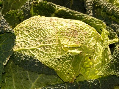 Welsch herb kohl head cabbage