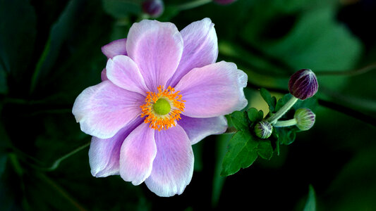 Purple Flower Macro photo